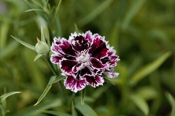 Flower of a rainbow pink, Dianthus chinensis.