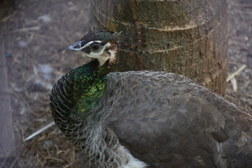 peacock inside nursery looking at camera