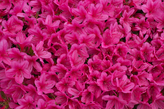 Vibrant Pink Blooming Flower Background of Rhododendron Obtusum Grex, section Tsutsusi