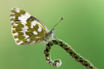 Butterfly Pontia edusa on a summer day on a field flower early in the morning waiting for the first rays of the sun