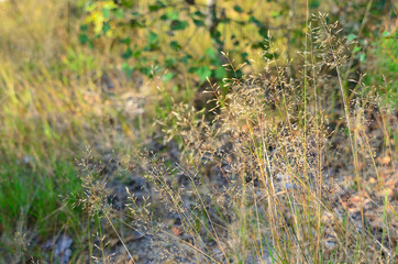 floral pattern with grass and sterns