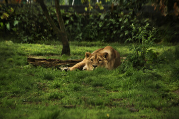 portrait of a lion