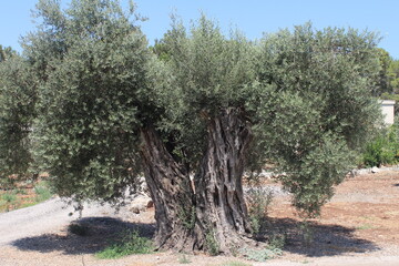 An old olive tree with many green leaves on a broad trunk which is split in two directions