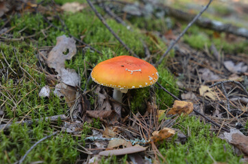 Dangerous amanita muscaria in moss, mushroom hunting in Russia