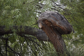 Twisted Tree 2