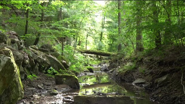 Baumstamm &uuml;ber Bachbett des Erlenbach im Taunus