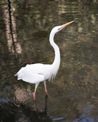Obraz premium White Heron stock photo. White Heron close-up profile view in the water with its fluffy white feather plumage displaying body, head, eye, beak, long neck, with blur water background in its environment