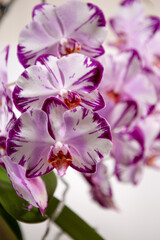 Bright Orchid flowers, Phalaenopsis close-up with selective focus. Tropical garden flower background. Close-up photo