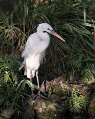 White Heron stock photo. White Heron close-up profile view standing on a moss rock basking in sunlight displaying its white feather plumage, body, head, eye, beak, long neck, with foliage background.