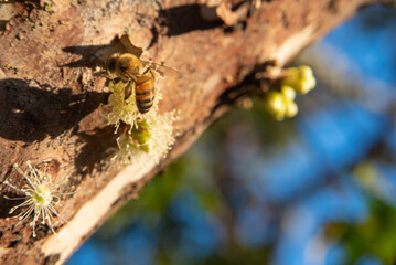 Jabuticabeira in bloom before bearing fruit in spring in Brazil with bees pollinating, selective focus.