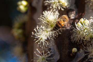 Jabuticabeira in bloom before bearing fruit in spring in Brazil with bees pollinating, selective focus.