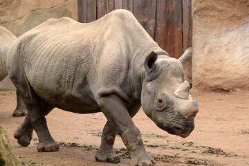 rhino in a zoo