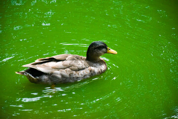 birds and plants in the middle of a tracoá nursery in the city of São Luís