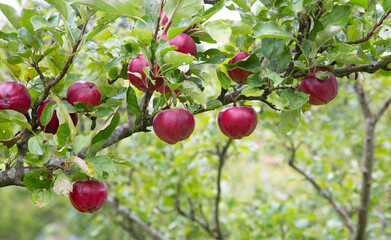 Ripe Bloody Ploughman (Malus domestica) apples growing on a tree