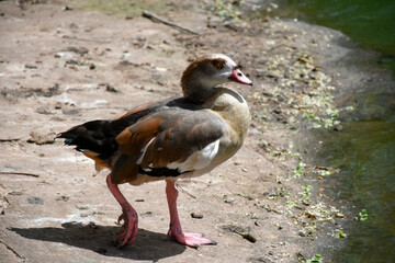 birds and plants in the middle of a tracoá nursery in the city of São Luís
