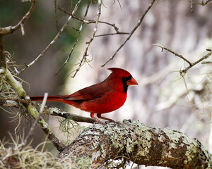 Cardinal Stock Photos. Cardinal male close-up profile view with blur background perched on a branch showing its beautiful red body, head, in its environment and habitat. Image. Picture. Portrait.