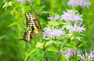 Giant Swallowtail Butterfly