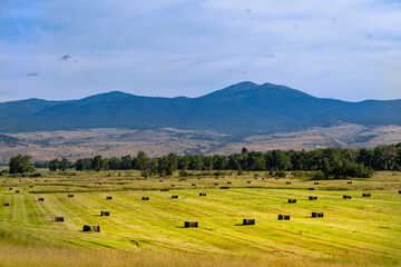 Bales of hay scattered in a recently harvested field with trees and mountains in the background, Prairie City, Oregon © Ron
