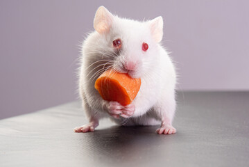 Albino hamster with arrow name eating carrot. selective focus
