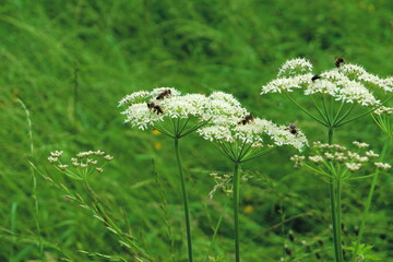 Insects on top of a Wild white European flower Cow parsley, iunder the sun in the summer scientific name Anthriscus sylvestris