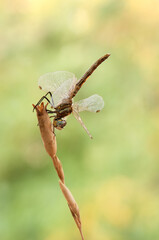 Early in the morning dragonfly on a blade of grass dries its wings from dew under the first rays of the sun before flight