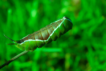 Nature, a live green caterpillar crawling along a branch.
