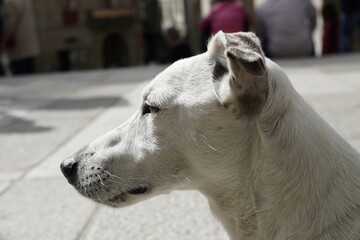Jack Russell dog in city. Galicia,Spain