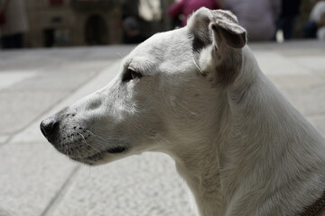 Jack Russell dog in city. Galicia,Spain