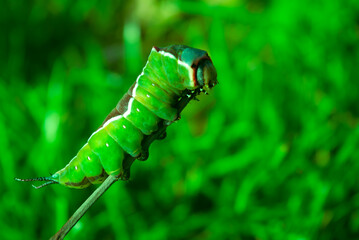 Nature, a live green caterpillar crawling along a branch.