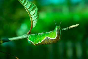 Nature, a live green caterpillar crawling along a branch.