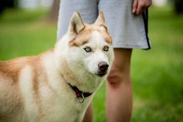 Portrait of cute husky dog at the park.