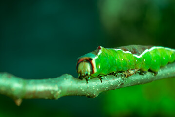 Nature, a live green caterpillar crawling along a branch.