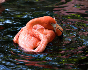 Flamingo Stock Photo.  Flamingo close-up profile view in the water resting its long neck and displaying its body, plumage, beck, eye and enjoying its bathing in its habitat and environment. Image. 