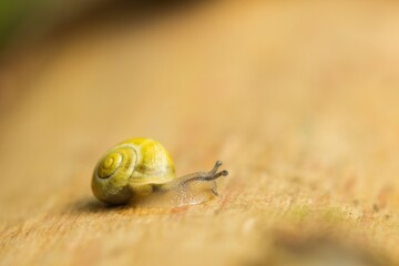 Little snail on wood