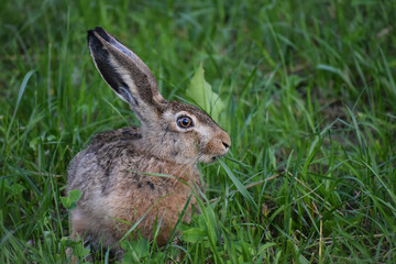 Naklejka na ściany i meble alert hare eating on grass
