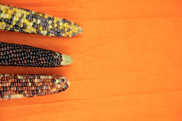 Multicolor harvested corn cobs on a orange background with free space for text
