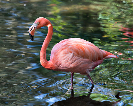 Flamingo Stock Photo. Flamingo in water displaying pink wings, wings, long neck, head, beak, long legs with a water background in its environment and habitat. Image. Portrait. Picture. Photo.