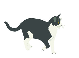 Domestic gray cat walking vector illustration isolated on white background. Lovely kitty pet symbol.