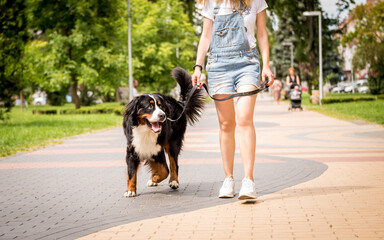 Naklejka na ściany i meble Owner walking with the Berner Sennenhund dog at the park.
