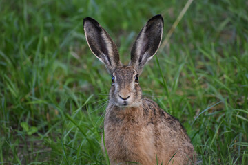 brown hare with big ears sit on grass