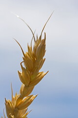 Stalk of Wheat