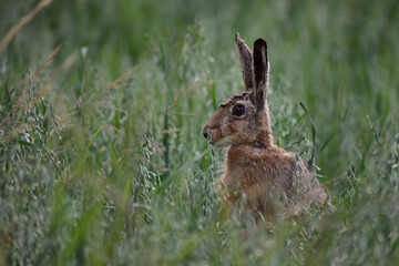 Naklejka na ściany i meble brown hare sit on barley field