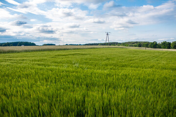 Fototapeta na wymiar green young field seen from the side