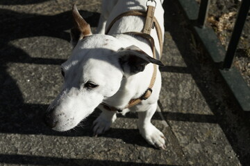 Jack Russell dog in city. Galicia,Spain