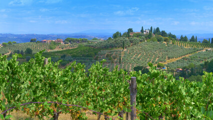 Fototapeta na wymiar Vineyards and olive trees in a small village, Tuscany