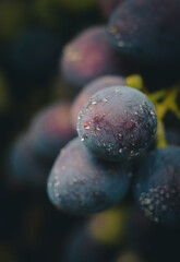 blueberries on the vine