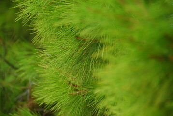 Fototapeta na wymiar close-up of evergreen conifer tree
