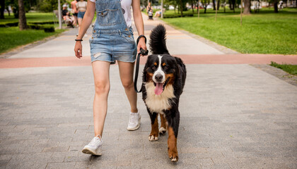 Naklejka na ściany i meble Owner walking with the Berner Sennenhund dog at the park.