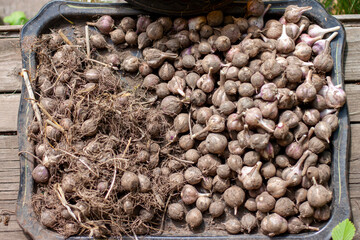 Garlic heads in the process of processing and cleaning, divided in half diagonally, on a black tray on a wooden background. Peeled garlic roots in the ground and heads with root system.