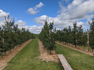 path in the park